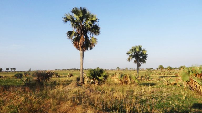 Awesome Tapes From Adriaenssens